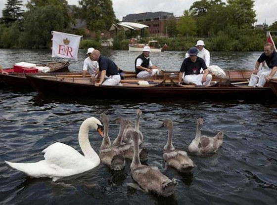 Swan Upping Swan Upping